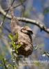 Filename=305_fotowilga~21.JPG
Filesize=81KB
Dimensions=343x480
Date added=Feb 26, 2016 305_fotowilga~21.JPG