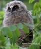 Filename=305_fotowilga~23.JPG
Filesize=68KB
Dimensions=400x480
Date added=Jul 11, 2016 305_fotowilga~23.JPG