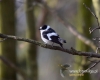 Filename=305_fotowilga~24.JPG
Filesize=66KB
Dimensions=600x480
Date added=Aug 05, 2016 305_fotowilga~24.JPG