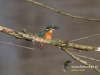 Filename=305_fotowilga~33.JPG
Filesize=79KB
Dimensions=640x480
Date added=May 10, 2017 305_fotowilga~33.JPG
