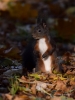 Filename=305_fotowilga~38.JPG
Filesize=249KB
Dimensions=525x700
Date added=Jan 04, 2018 305_fotowilga~38.JPG