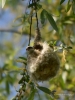 Filename=305_fotowilga~43.JPG
Filesize=248KB
Dimensions=525x700
Date added=Jun 17, 2019 305_fotowilga~43.JPG