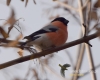 Filename=306_fotowilga~30.JPG
Filesize=65KB
Dimensions=600x480
Date added=Dec 18, 2016 306_fotowilga~30.JPG