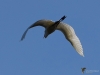 306_fotowilga~52.JPG
