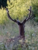 Filename=307_fotowilga~37.JPG
Filesize=282KB
Dimensions=525x700
Date added=Jul 22, 2018 307_fotowilga~37.JPG
