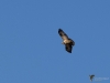 Filename=307_fotowilga~41.JPG
Filesize=182KB
Dimensions=700x525
Date added=Jun 25, 2019 307_fotowilga~41.JPG
