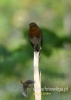 Filename=308_fotowilga~18.JPG
Filesize=63KB
Dimensions=343x480
Date added=Mar 26, 2016 308_fotowilga~18.JPG