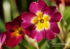 Filename=308_fotowilga~3.JPG
Filesize=120KB
Dimensions=720x508
Date added=May 18, 2014 308_fotowilga~3.JPG