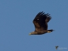 308_fotowilga~43.JPG