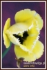 309_fotowilga~4.JPG
