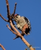 Filename=309_fotowilga~45.JPG
Filesize=235KB
Dimensions=583x700
Date added=Mar 15, 2019 309_fotowilga~45.JPG