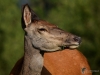 309_fotowilga~46.JPG