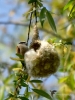 Filename=310_fotowilga~2.JPG
Filesize=266KB
Dimensions=525x700
Date added=Jun 19, 2019 310_fotowilga~2.JPG