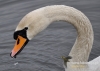 310_fotowilga~29.JPG
