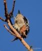 Filename=310_fotowilga~41.JPG
Filesize=236KB
Dimensions=583x700
Date added=Jun 24, 2018 310_fotowilga~41.JPG