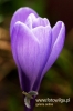 Filename=311_fotowilga~0.JPG
Filesize=77KB
Dimensions=360x540
Date added=Jan 24, 2013 311_fotowilga~0.JPG