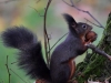 Filename=311_fotowilga~33.JPG
Filesize=280KB
Dimensions=700x525
Date added=Mar 02, 2018 311_fotowilga~33.JPG