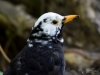 Filename=311_fotowilga~35.JPG
Filesize=244KB
Dimensions=700x525
Date added=Mar 10, 2019 311_fotowilga~35.JPG