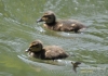 Filename=311_fotowilga~8.JPG
Filesize=323KB
Dimensions=720x508
Date added=Aug 02, 2014 311_fotowilga~8.JPG