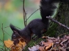 Filename=312_fotowilga~40.JPG
Filesize=286KB
Dimensions=700x525
Date added=Apr 01, 2018 312_fotowilga~40.JPG