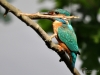 Filename=312_fotowilga~41.JPG
Filesize=250KB
Dimensions=700x525
Date added=Apr 24, 2018 312_fotowilga~41.JPG