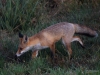 Filename=312_fotowilga~44.JPG
Filesize=310KB
Dimensions=700x525
Date added=Jan 13, 2019 312_fotowilga~44.JPG