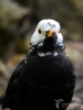 Filename=312_fotowilga~45.JPG
Filesize=213KB
Dimensions=525x700
Date added=Mar 04, 2019 312_fotowilga~45.JPG