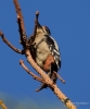 Filename=312_fotowilga~46.JPG
Filesize=224KB
Dimensions=583x700
Date added=Apr 29, 2019 312_fotowilga~46.JPG