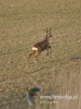 313_fotowilga~16.JPG