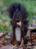 Filename=313_fotowilga~31.JPG
Filesize=267KB
Dimensions=525x700
Date added=Nov 26, 2017 313_fotowilga~31.JPG