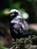 Filename=315_fotowilga~28.JPG
Filesize=220KB
Dimensions=525x700
Date added=Mar 04, 2019 315_fotowilga~28.JPG