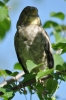 Filename=316_fotowilga~25.JPG
Filesize=220KB
Dimensions=466x700
Date added=Nov 01, 2017 316_fotowilga~25.JPG