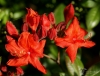 Filename=316_fotowilga~30.JPG
Filesize=265KB
Dimensions=700x532
Date added=Feb 15, 2018 316_fotowilga~30.JPG