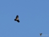 Filename=316_fotowilga~37.JPG
Filesize=176KB
Dimensions=700x525
Date added=Jun 26, 2019 316_fotowilga~37.JPG