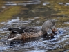 Filename=317_fotowilga~17.JPG
Filesize=321KB
Dimensions=700x525
Date added=Jan 10, 2019 317_fotowilga~17.JPG