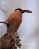Filename=317_fotowilga~24.JPG
Filesize=45KB
Dimensions=384x480
Date added=Dec 06, 2016 317_fotowilga~24.JPG