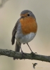 Filename=318_fotowilga~26.JPG
Filesize=225KB
Dimensions=499x700
Date added=Apr 30, 2017 318_fotowilga~26.JPG