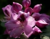 Filename=318_fotowilga~27.JPG
Filesize=229KB
Dimensions=700x549
Date added=May 24, 2017 318_fotowilga~27.JPG