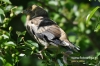 Filename=318_fotowilga~33.JPG
Filesize=115KB
Dimensions=640x427
Date added=Nov 01, 2017 318_fotowilga~33.JPG