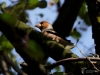 Filename=318_fotowilga~38.JPG
Filesize=210KB
Dimensions=700x525
Date added=Feb 05, 2018 318_fotowilga~38.JPG