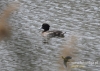 Filename=320_fotowilga~24.JPG
Filesize=123KB
Dimensions=640x457
Date added=May 09, 2016 320_fotowilga~24.JPG