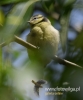 Filename=320_fotowilga~29.JPG
Filesize=50KB
Dimensions=400x480
Date added=Jul 24, 2016 320_fotowilga~29.JPG