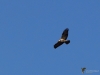 Filename=320_fotowilga~41.JPG
Filesize=202KB
Dimensions=700x525
Date added=Jul 09, 2019 320_fotowilga~41.JPG