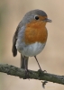 Filename=321_fotowilga~28.JPG
Filesize=247KB
Dimensions=499x700
Date added=May 09, 2017 321_fotowilga~28.JPG