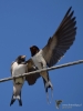 Filename=323_fotowilga~28.JPG
Filesize=183KB
Dimensions=525x700
Date added=Jul 21, 2017 323_fotowilga~28.JPG