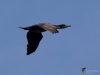 Filename=323_fotowilga~36.JPG
Filesize=194KB
Dimensions=700x525
Date added=Jan 08, 2019 323_fotowilga~36.JPG