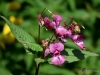 Filename=323_fotowilga~40.JPG
Filesize=253KB
Dimensions=700x525
Date added=Dec 25, 2019 323_fotowilga~40.JPG