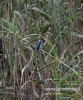 324_fotowilga~24.JPG