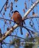 Filename=324_fotowilga~30.JPG
Filesize=72KB
Dimensions=384x480
Date added=Nov 30, 2017 324_fotowilga~30.JPG