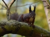 324_fotowilga~32.JPG